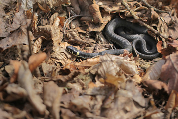 Natrix natrix, Grass snake
