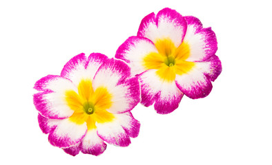 Primrose flower isolated