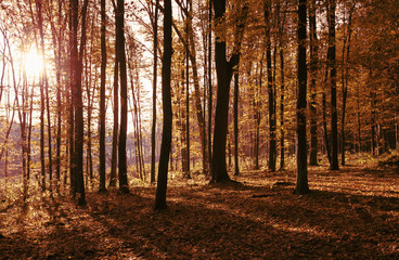 autumn forest trees