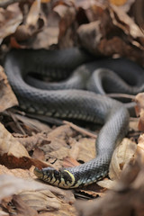 Natrix natrix, Grass snake