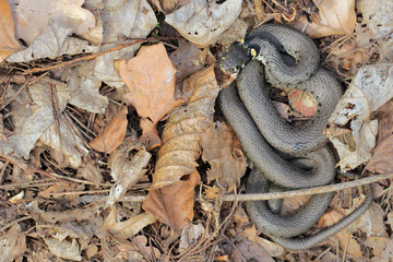Natrix natrix, Grass snake