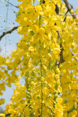 Cassia fistula