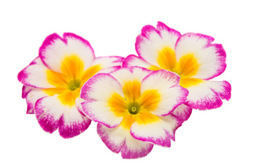 Primrose flower isolated