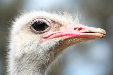 Ostrich head closeup.