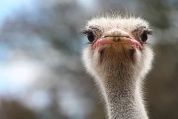 Foto op Plexiglas Struisvogel struisvogel vogel hoofd en nek front portret in het park