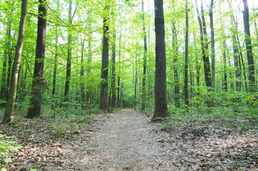 forest landscape in the morning