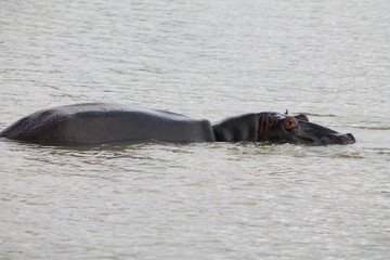 Hippopotamus with its beak open in the Kruger National Park, South Africa