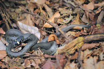 Natrix natrix, Grass snake