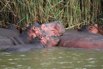Wild african hippo pod