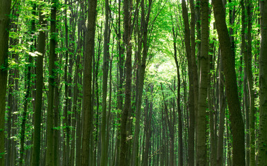 forest landscape in the morning