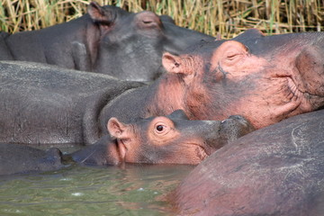 family of wild hippo; hippo;  landscape background; animals; wildlife;