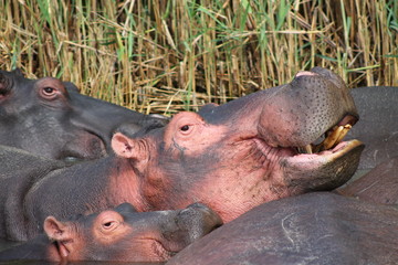 Wild african hippo pod