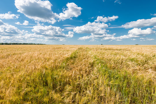 Gold field of wheat with  blue sky