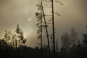 Forêt dans le brouillard