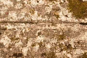 Old Stone Covered in Moss