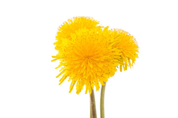 flower of dandelion isolated