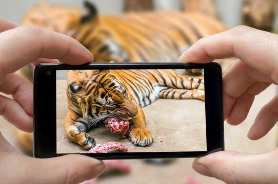 Man is photographing tiger eating meal in zoo with smartphone.