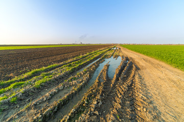 Fototapeta na wymiar Agricultural landsaple, arable crop field