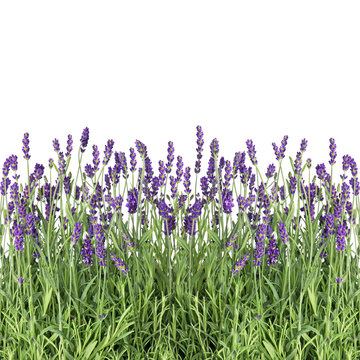 Lavender flowers isolated on white fresh plants