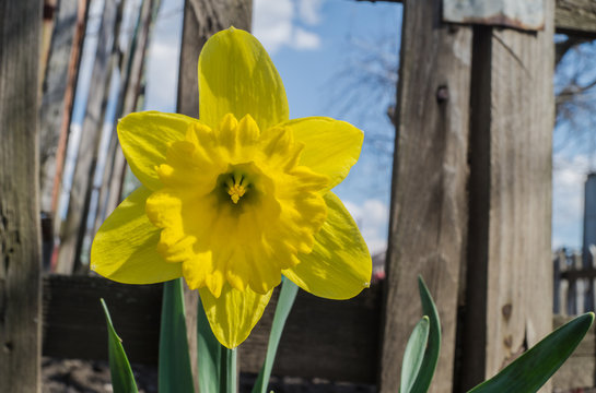 narcissus close up