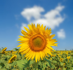 sunflower closeup on field under clouds in blue sky. soft focus