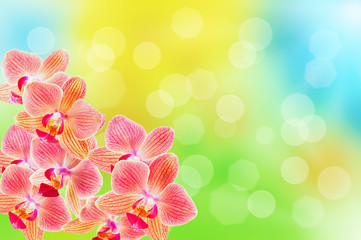Phalaenopsis orchid flowers on a blurred background