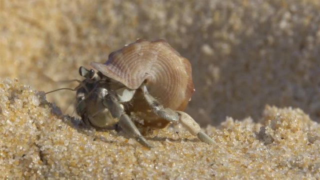 A macro shot of a cute hermit crab walking up from a small pit in the sand toward the camera. Filmed on a warm tropical beach in Thailand.
