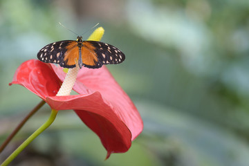 butterfly on red calla flower outdoor