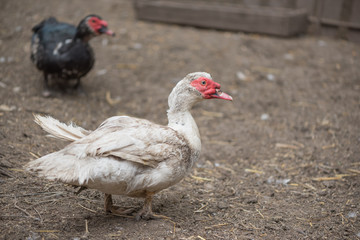 Domestic white duck in biological farm