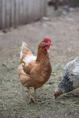 Happy bio chicken from ecological farm