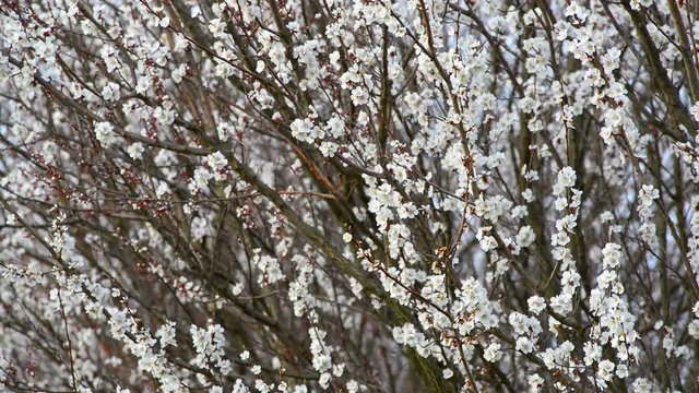 Flowering apricot, blurred background, filmed on a telephoto lens