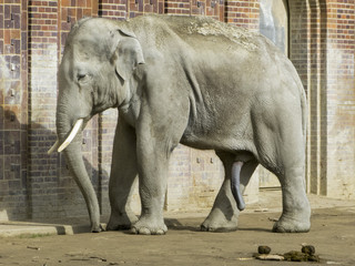 Fototapeta premium Elephant in the Leipzig Zoo, Germany