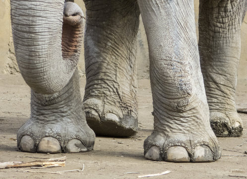 proboscis and legs of an elephant