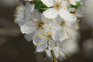 plum tree,flourish,spring