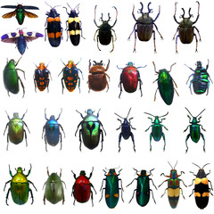 collection of jewelry beetle isolated on white