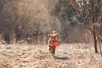Dog Nova Scotia Duck Tolling Retriever  walking in spring park