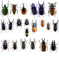 collection of jewelry beetle isolated on white