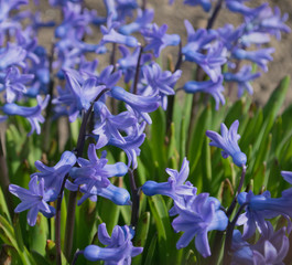 Hyacinth,spring flower