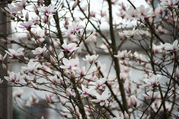 Blossoming of magnolia flowers in spring time
