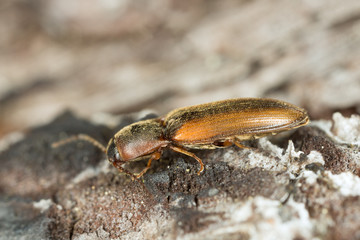 Click beetle, Dalopius marginatus on wood