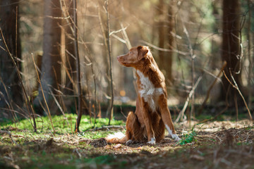 Dog Nova Scotia Duck Tolling Retriever  walking in spring forest