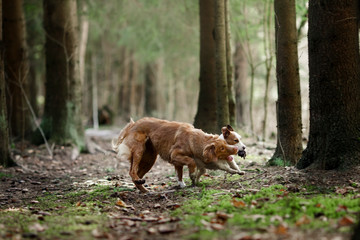 Dog Nova Scotia Duck Tolling Retriever  walking in spring forest