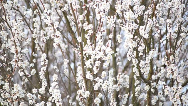 Flowering apricot, blurred background, filmed on a telephoto lens