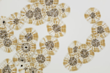 Colorful micro crystals in polarized light