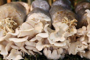 mushroom in farm