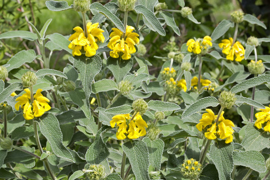 Phlomis fruticosa (Jerusalem sage) is a species of flowering plant of the Lamiaceae family