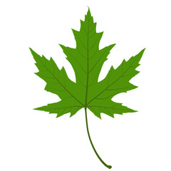 Green Maple Leaf. Illustration.