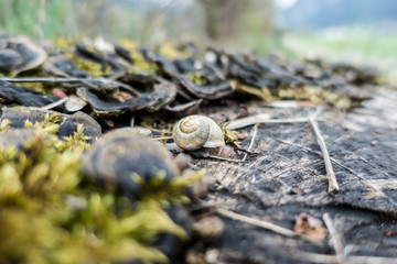 kleine Schnecke auf dunklem Holz