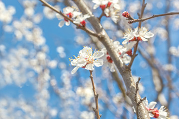 Spring flowers of the apricot tree, macro