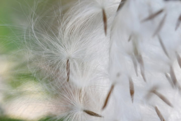 blurred white grass seed